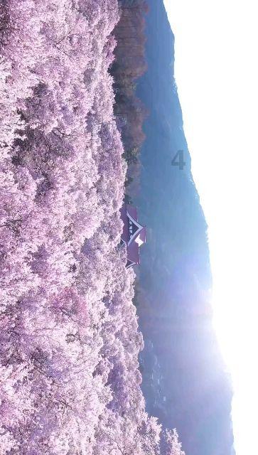 拿下天王山!天津女排再横扫上海队,李盈莹无视三人防守暴力后三